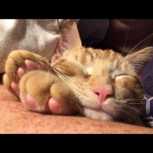 Meet your Posher, Karie